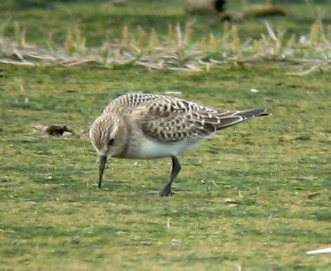 Bairds SP7--Necacincum Estuary--Aug 20 07.jpg