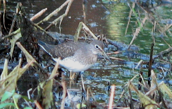 Solitary SP2--Aug 22 08--Sauvie.jpg