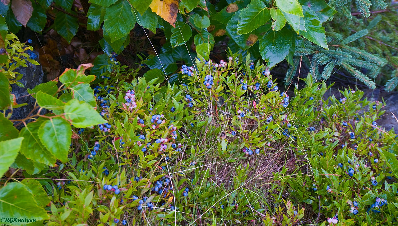 Maine blueberries