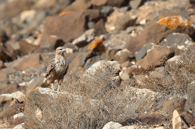 Long-legged Buzzard (Arendbuizerd)