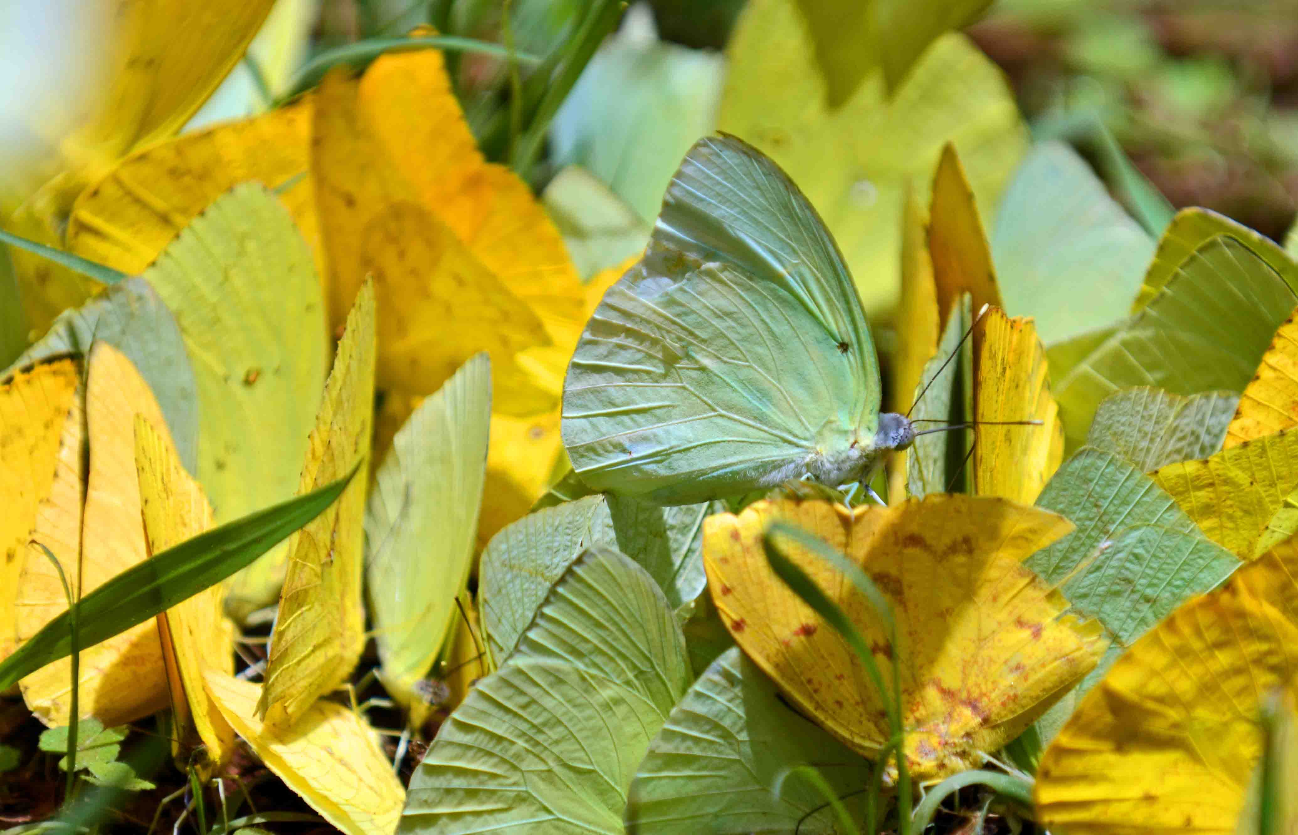 Yellow close up.jpg