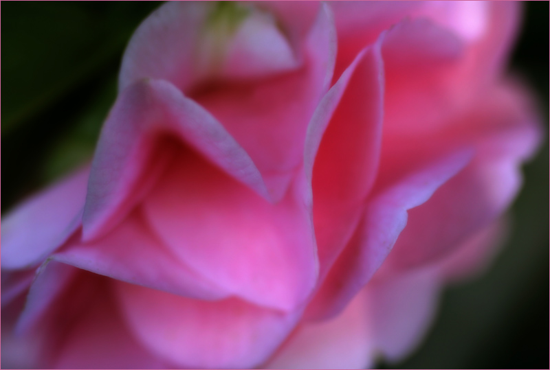 camellia  - free filter link