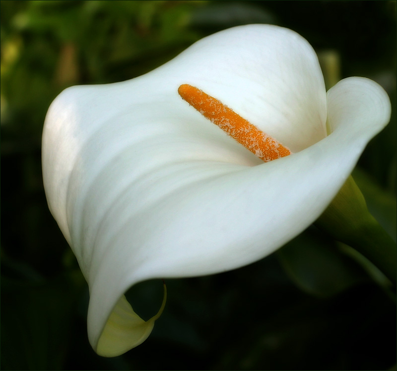 Arum Lily