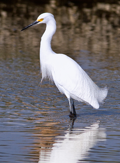 Snowy Egret
