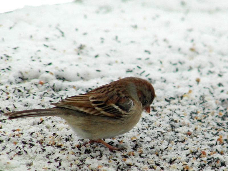 7104.Birdie
