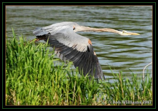 PC-DSC_4464.JPGcr.jpg