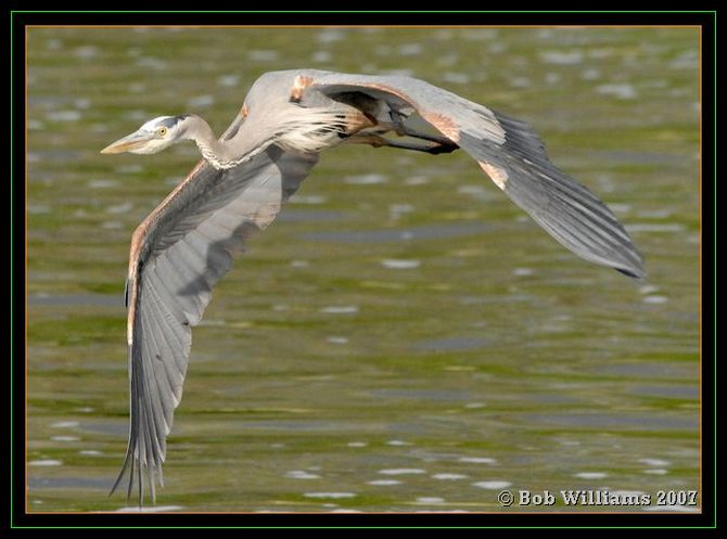 PC-DSC_4478.JPGcr.jpg