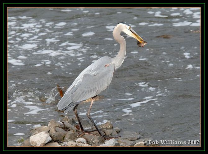 PC-DSC_4491.JPG