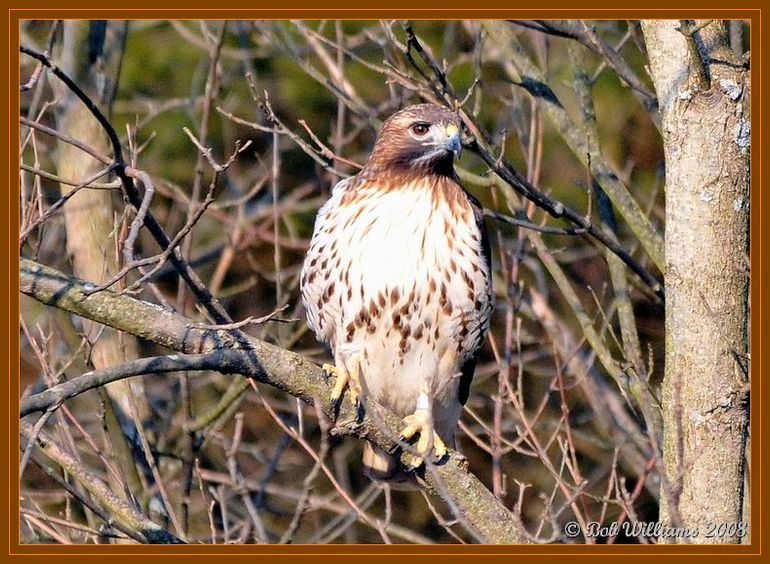 DSC_2425.JPGcrFR.jpg
