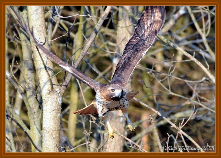 DSC_2432.JPGcrFR.jpg