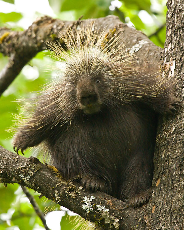 Porcupine