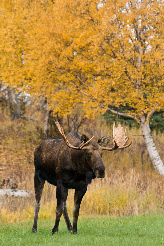 Autumn Bull