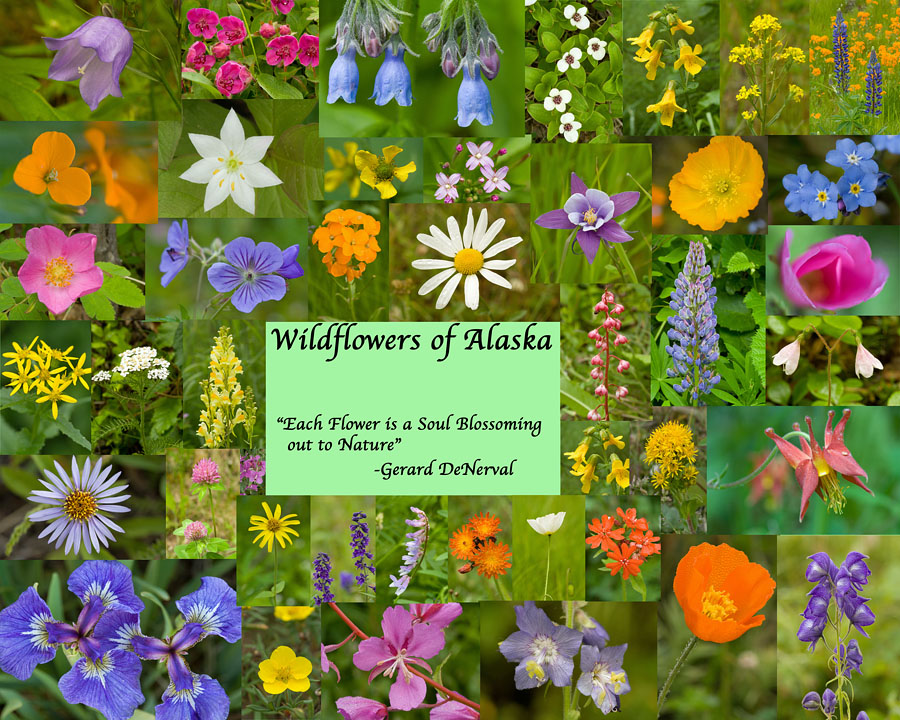 Wildflower Collage