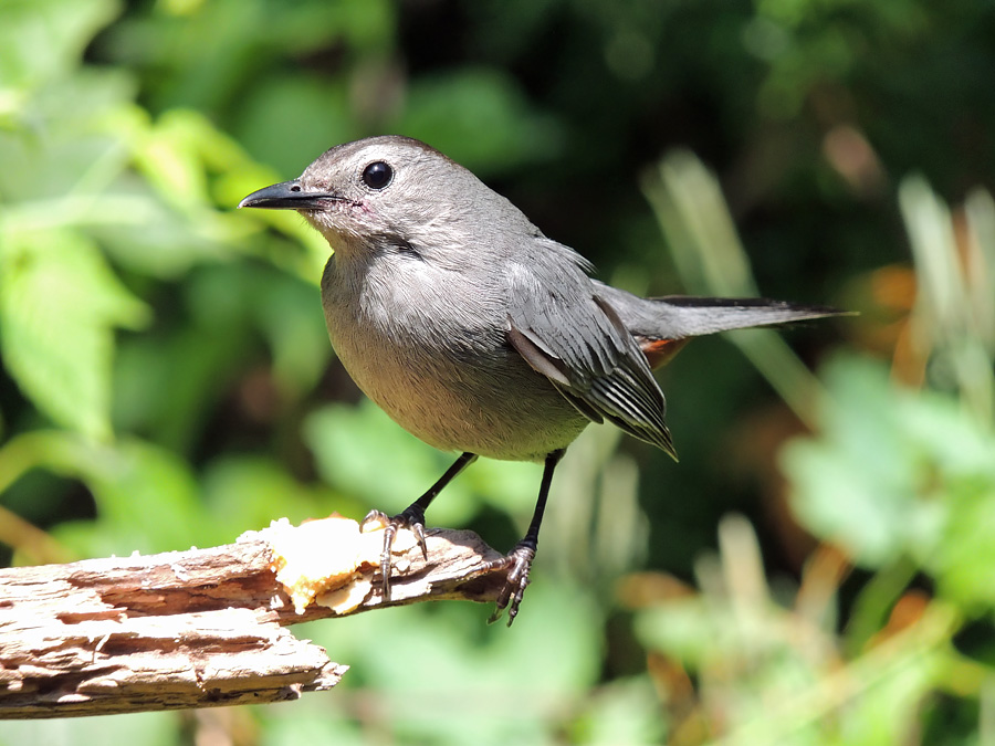 Grey Catbird