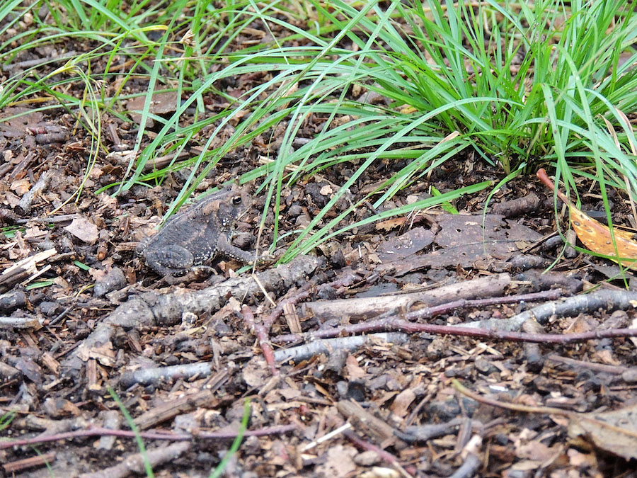 Toad