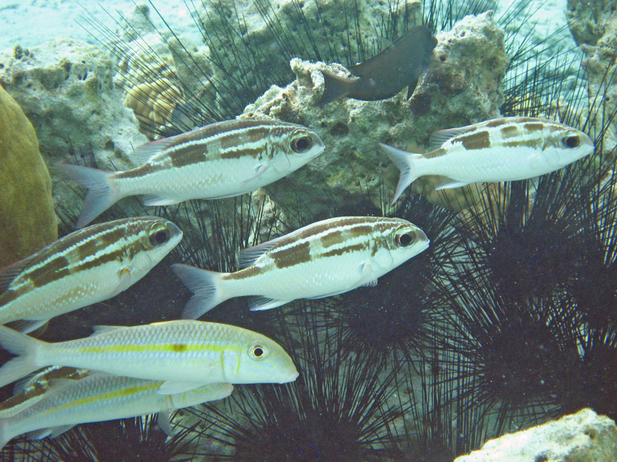 Underwater2
