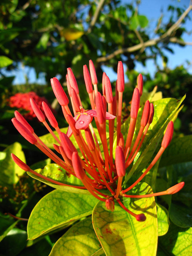 Flower