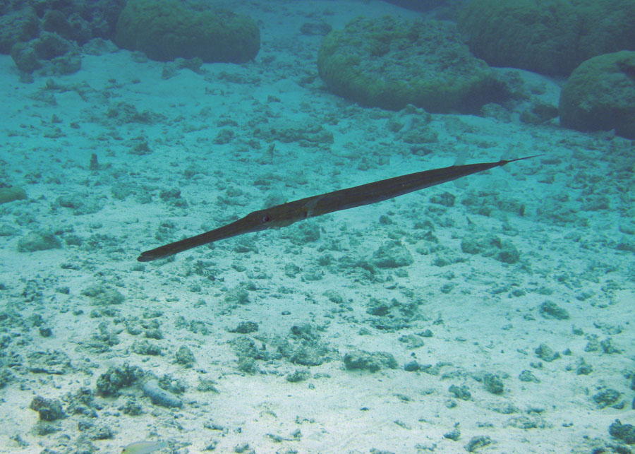 Underwater12