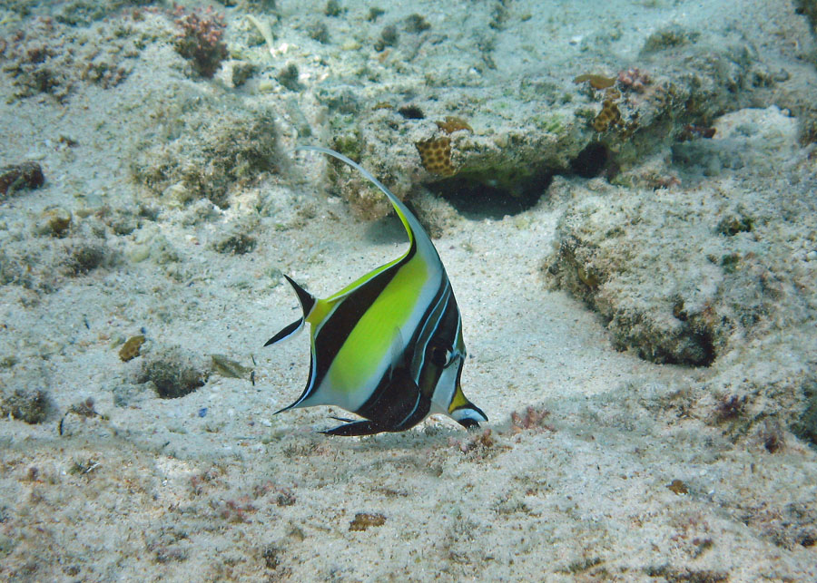 Moorish Idol