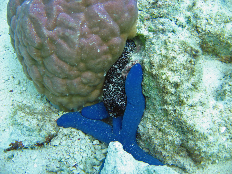 Blue starfish