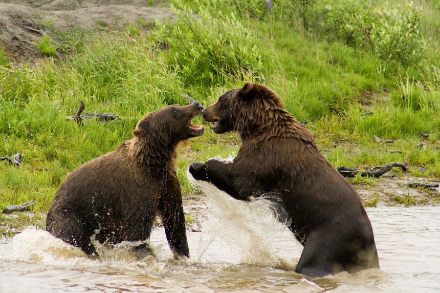Bears at Alaska Conservation Center
