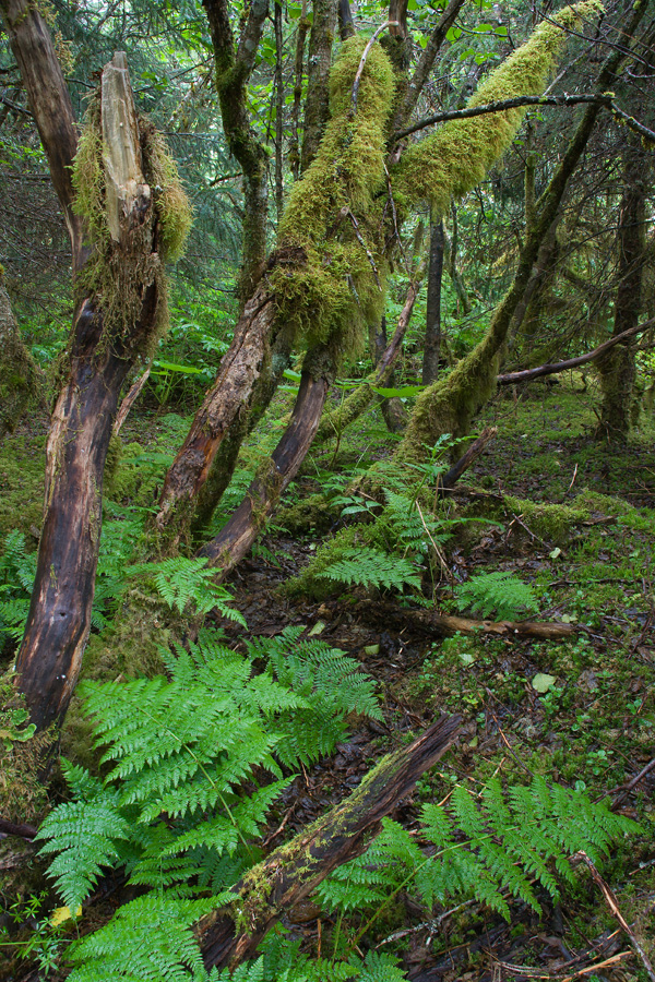 Old Growth - Tongass National Forest