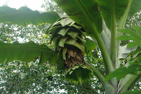 Bogor Botanical Gardens - bananas