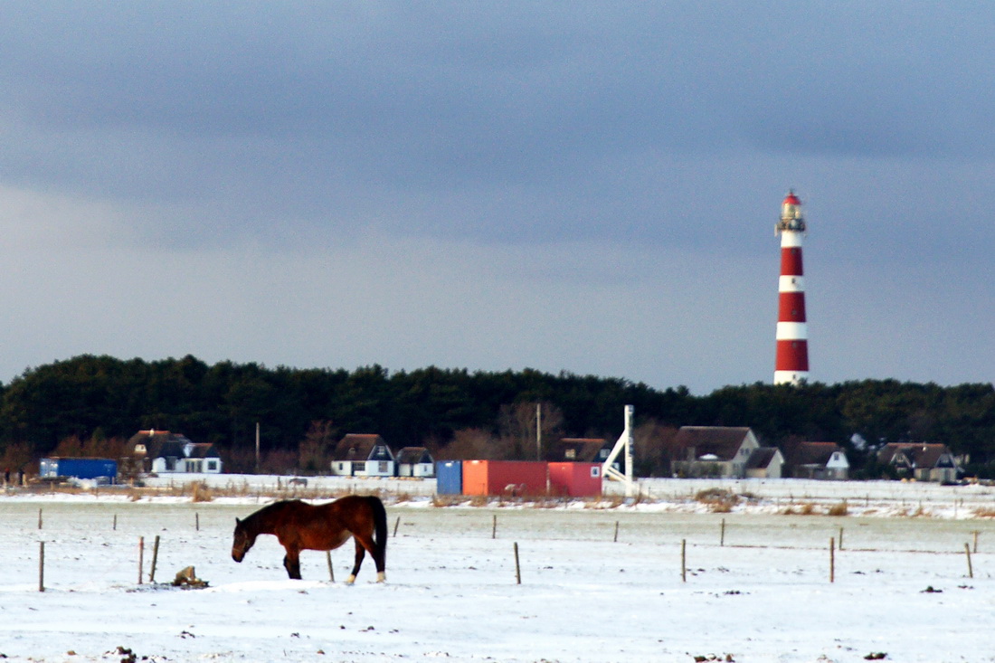 Lone horse in the snow