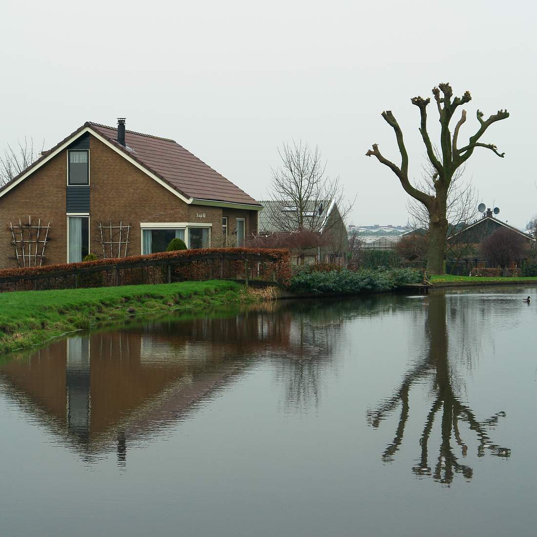 Bare tree reflection