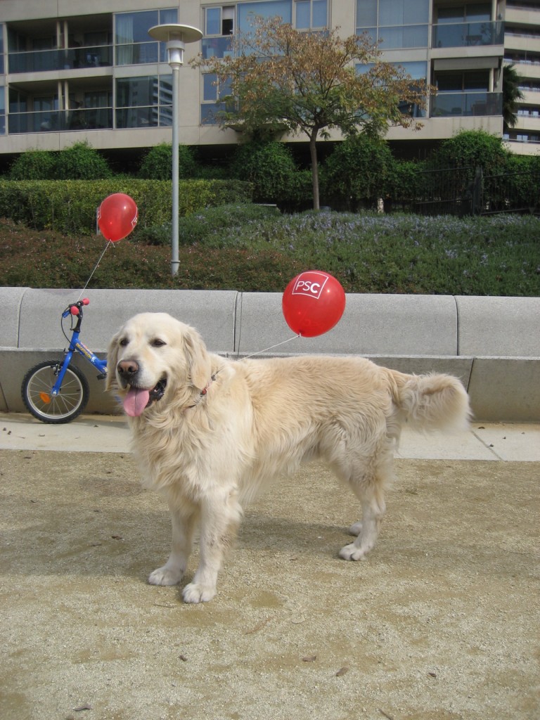 PSOE GOLDEN RETRIEVER