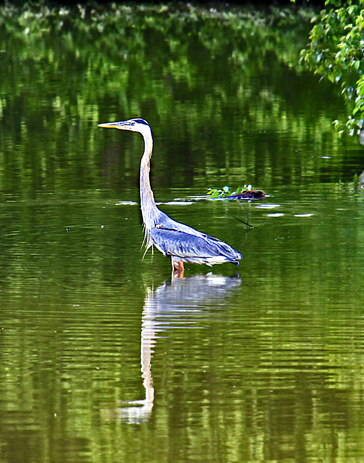 Heron with beaver