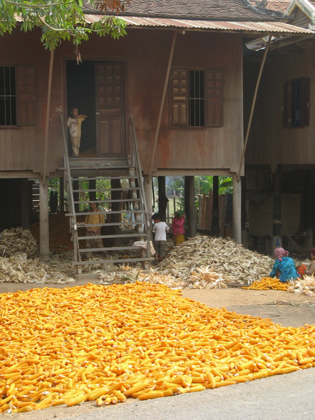 Corn drying in the sun