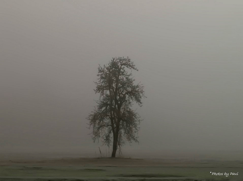 ALL ALONE ON A FOGGY MORNING