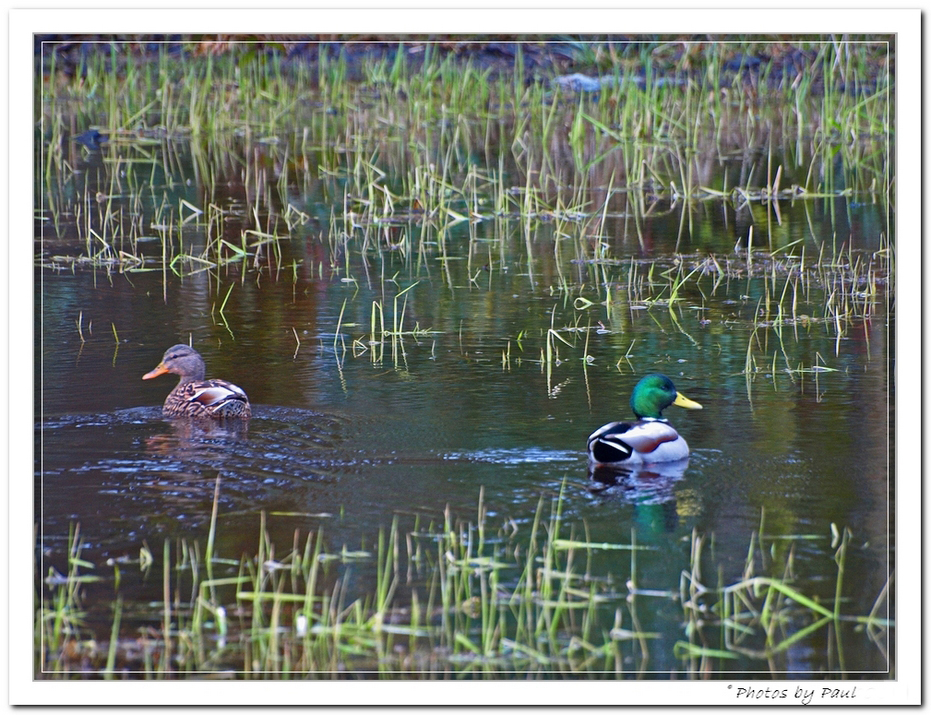 MR AND MRS MALLARD