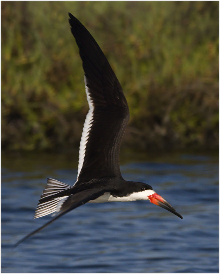 CRW_5460.jpg