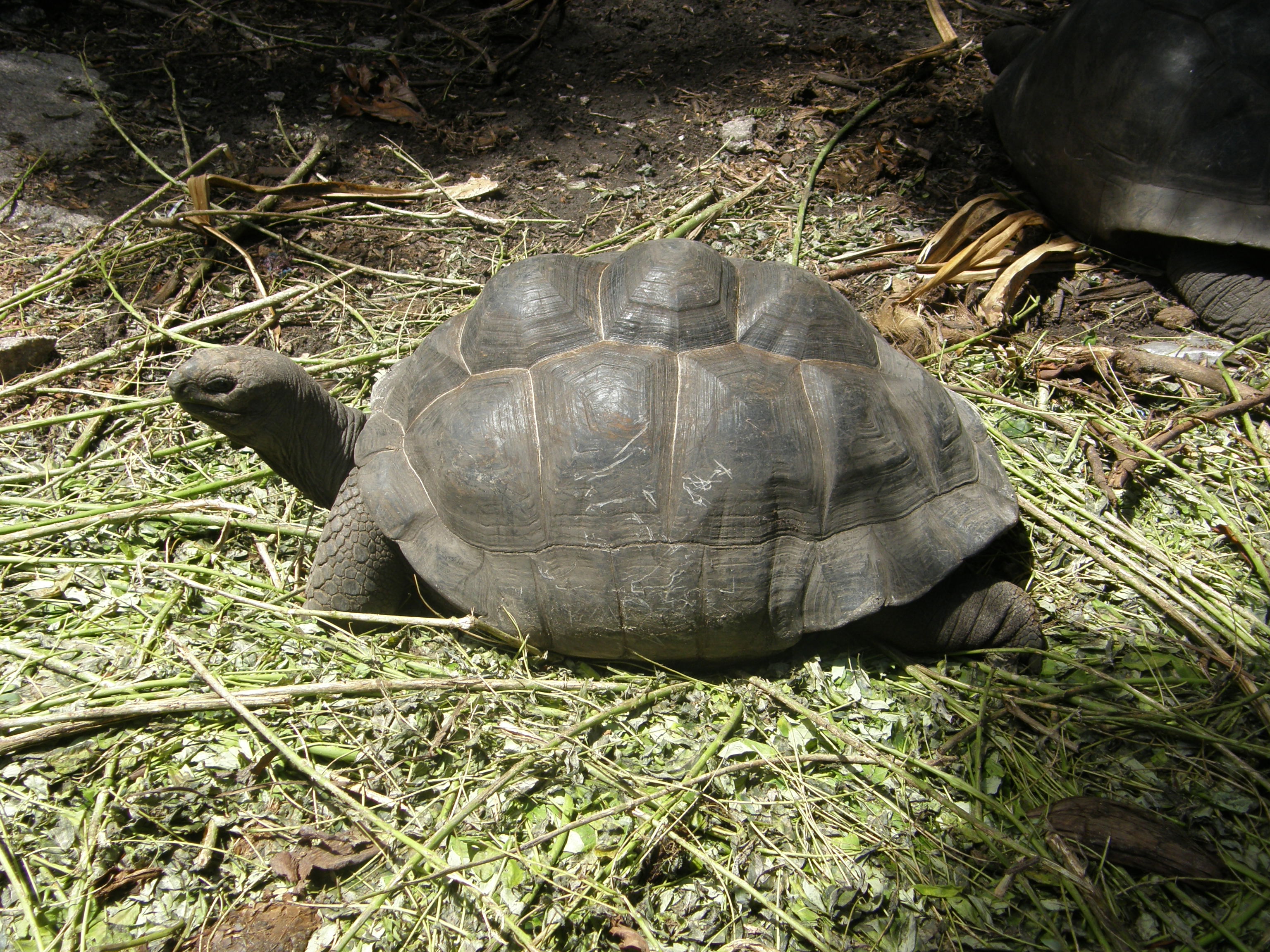 Tortoise