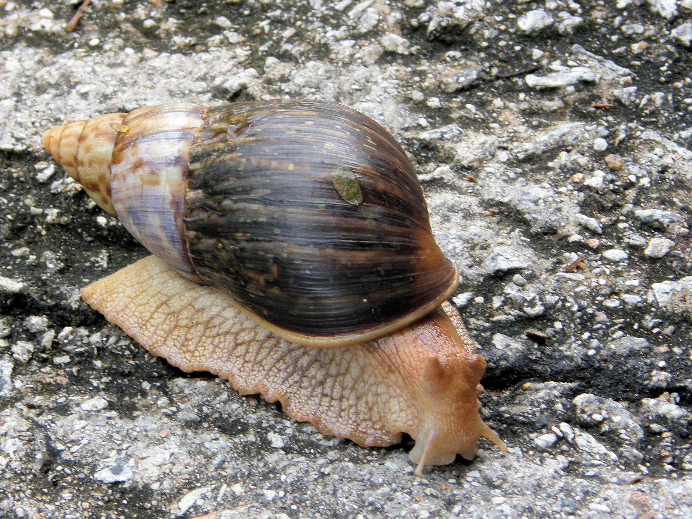 Snail on the road to Mango Lodge