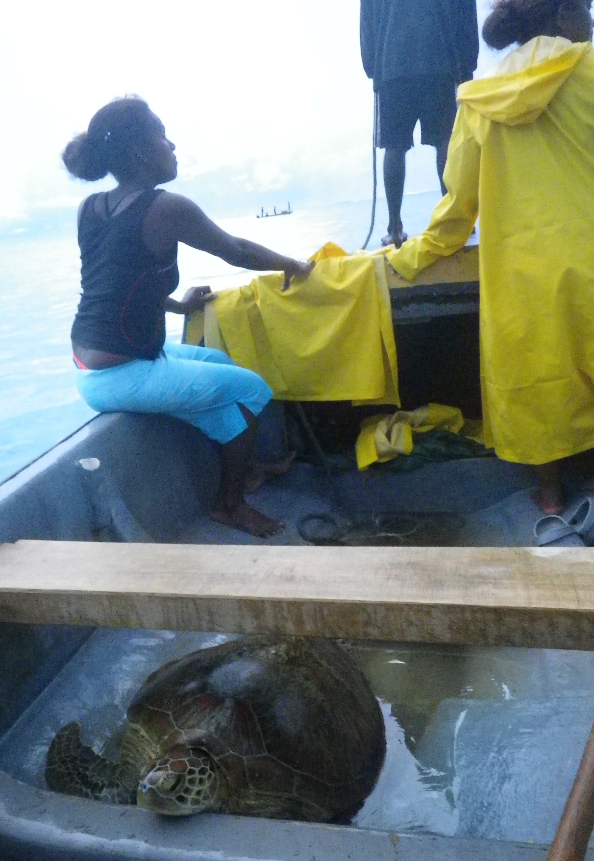 Catch of the day, a nice green turtle.