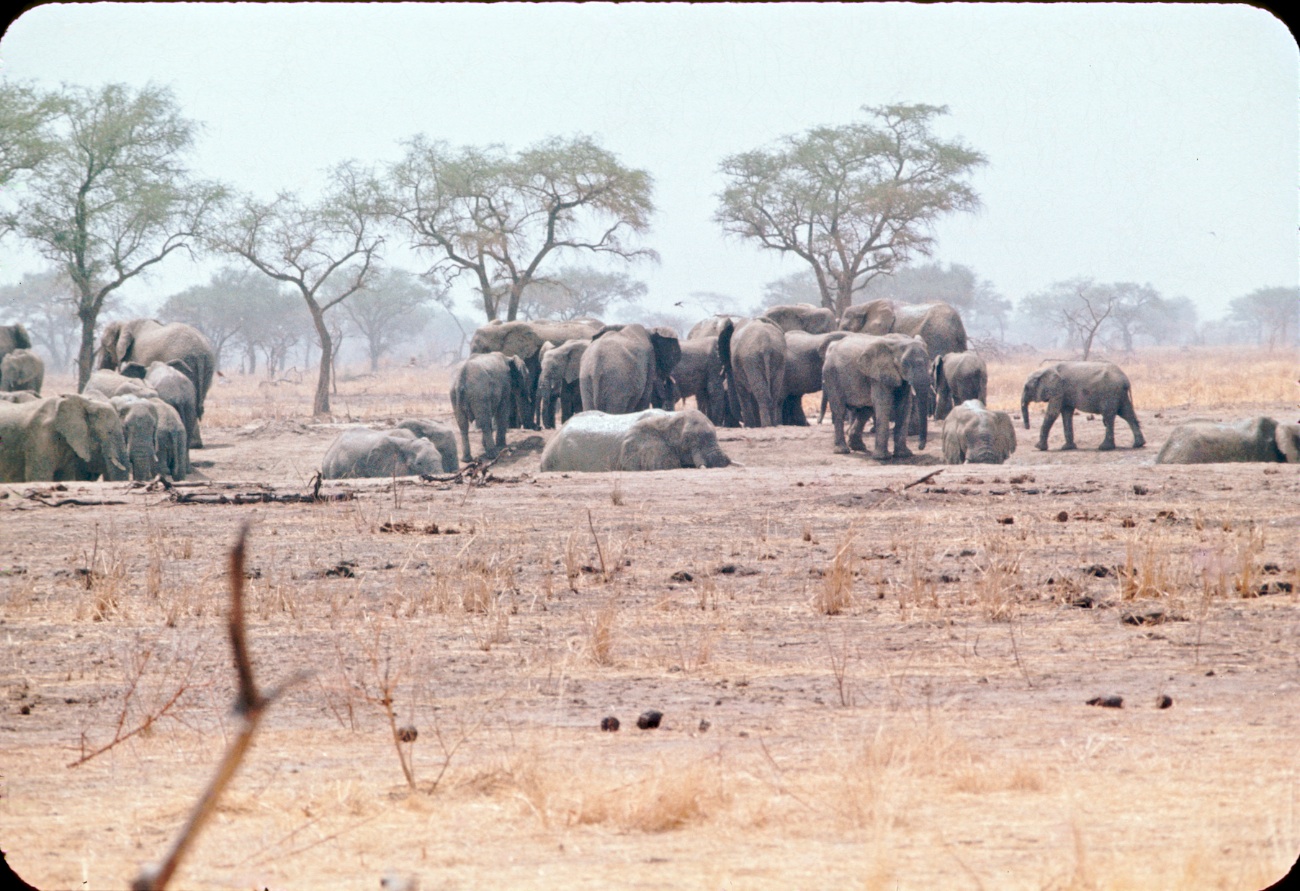 More Elephants