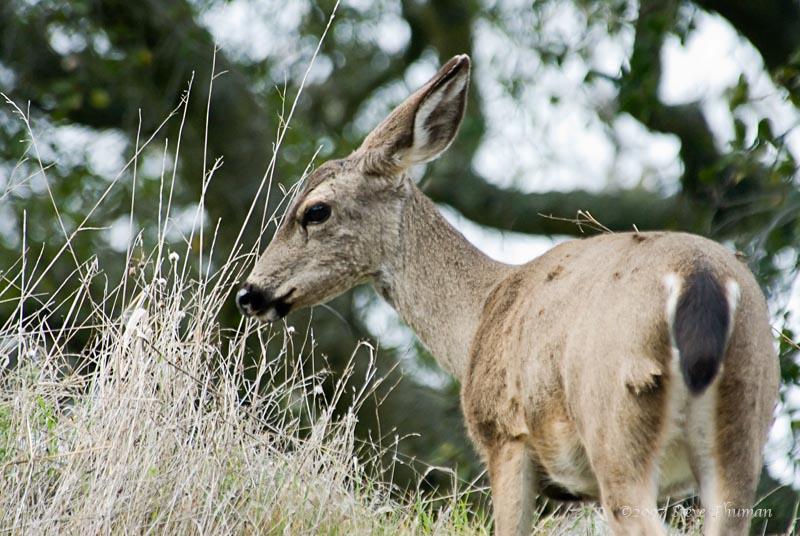 Young Deer