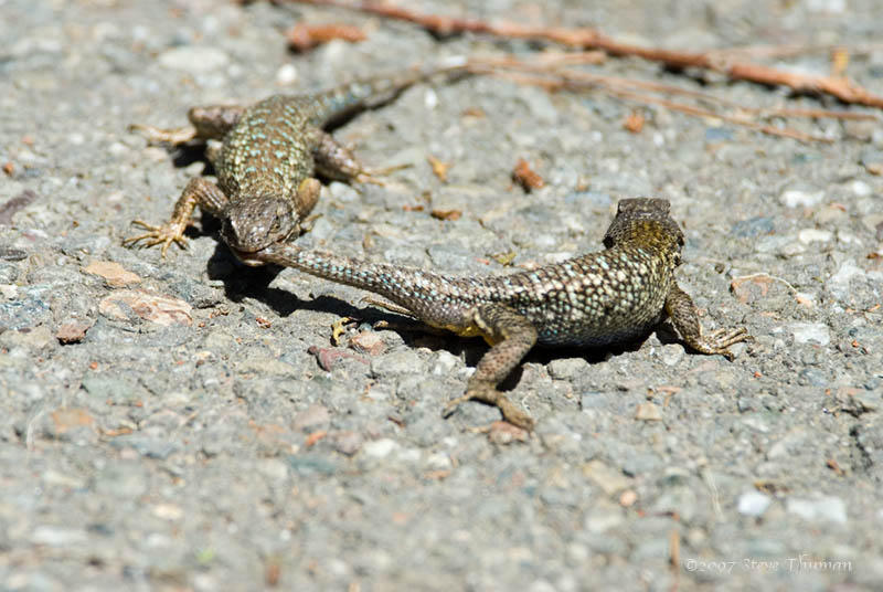 Dueling Lizards