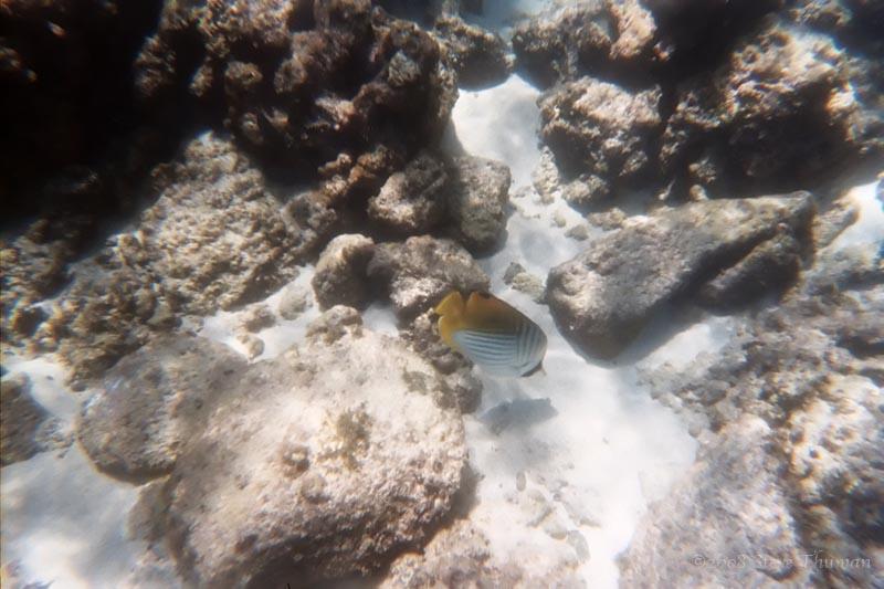 Threadfin Butterfly Fish