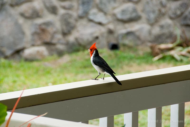 Red Crested Cardinal