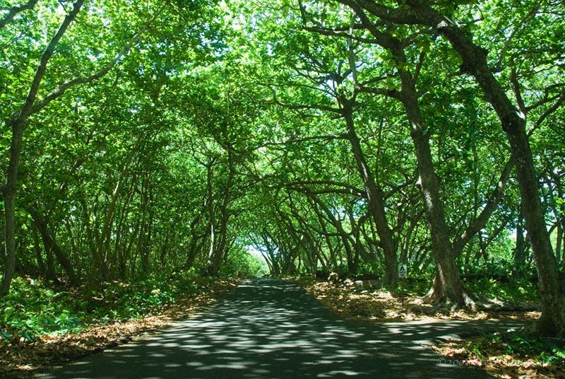 Entry to Waianapanapa State Park