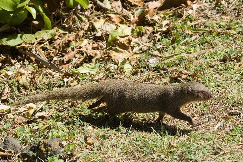 Maui Weasel