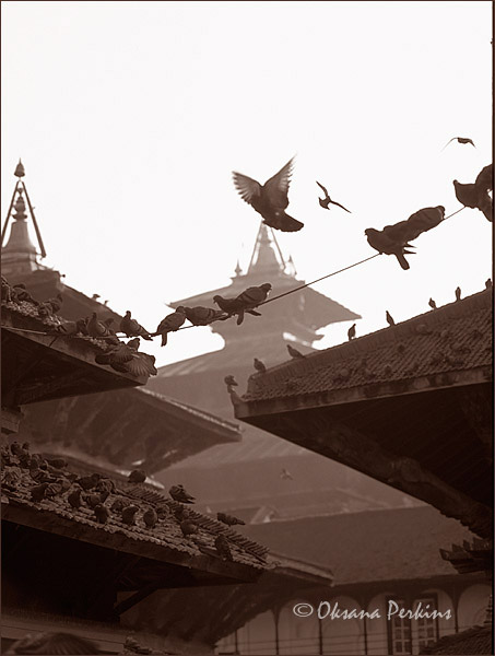 Pigeons 2, Durbar Square, Kathmandu