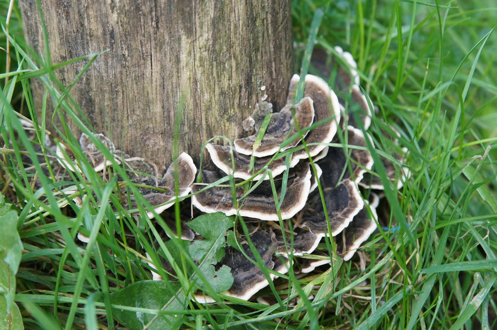 DSC08685.r.JPG