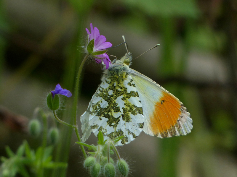 Anthocharis cardamines, Empoli