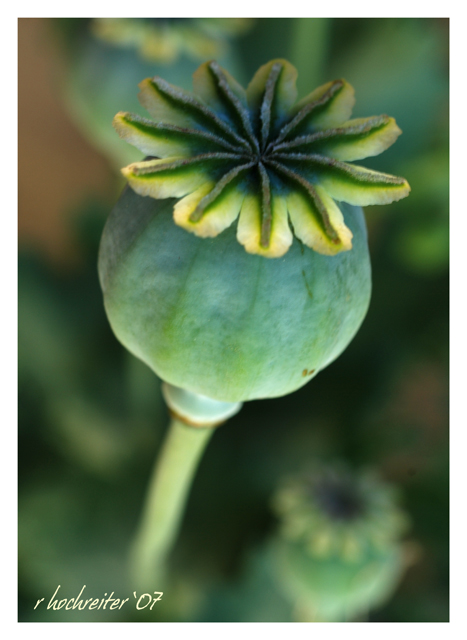 Pods