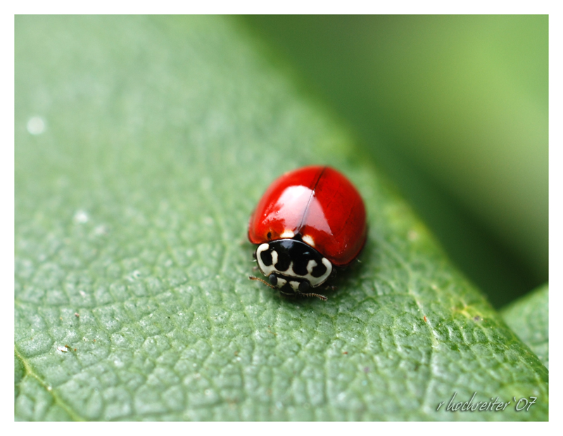 Lady bug